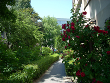 galeria